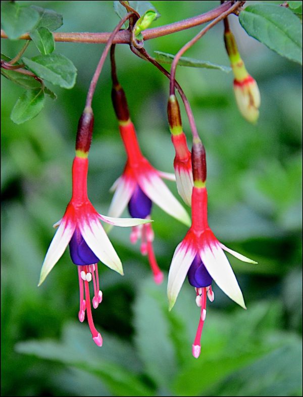 Fuchsia magellanica 'Arauco'