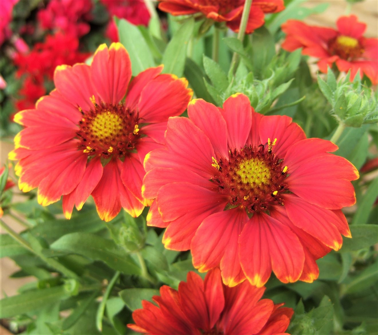 Гайлардия mesa red фото