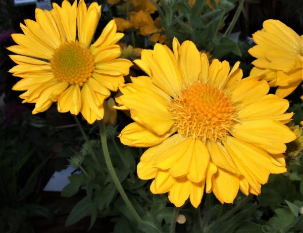 Gaillardia x grandiflora 'Mesa Yellow'