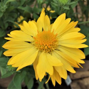 Gaillardia x grandiflora 'Mesa Yellow'