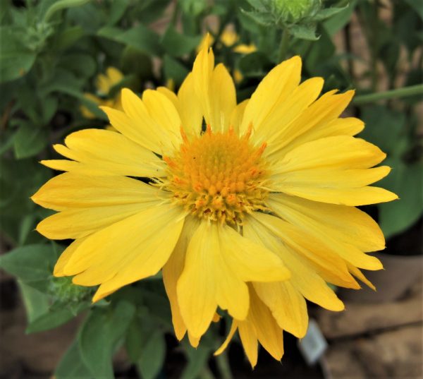 Gaillardia x grandiflora 'Mesa Yellow'