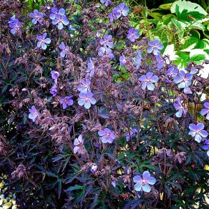 Geranium Pratense 'Black Beauty'