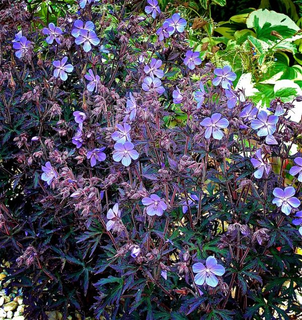 Geranium BB Garden Shot close Geranium Pratense 'Black Beauty'