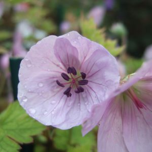 Geranium 'Lilac Ice'