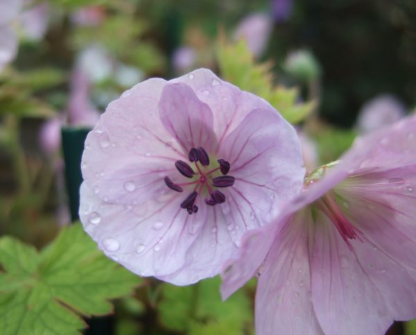 Geranium 'Lilac Ice'