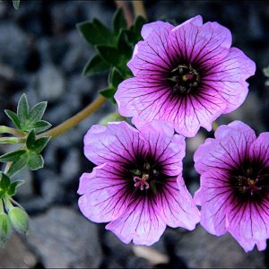 Geranium cinereum 'Thumping Heart'