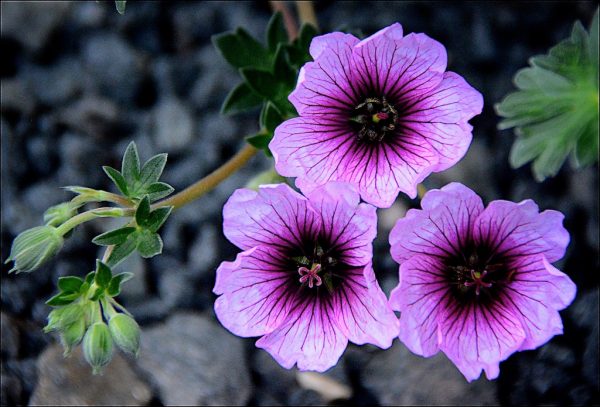 Geranium cinereum 'Thumping Heart'