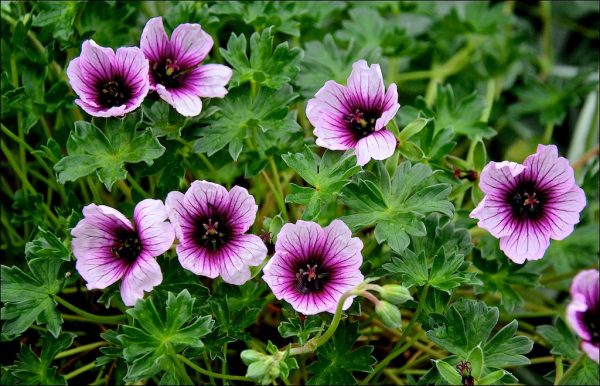 Geranium cinereum 'Thumping Heart'