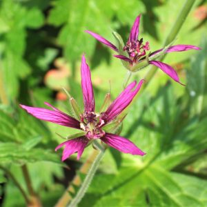 Geranium psilostemon 'Catherine Deneuve'