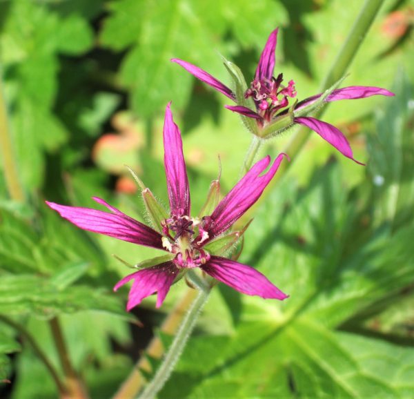 Geranium psilostemon Catherine Deneuve WEB Geranium psilostemon 'Catherine Deneuve'