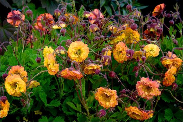 Geum Can Can garden shot Geum 'Can Can'