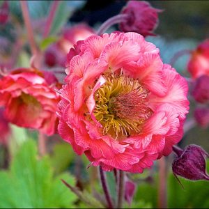 Geum 'Pink Petticoats'