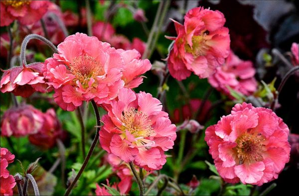 Geum 'Pink Petticoats'