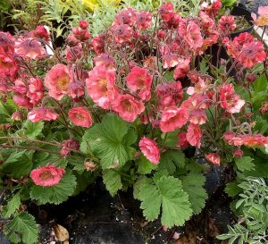 Geum 'Pink Petticoats' | Shop Well Established Geum | Proctors Nursery