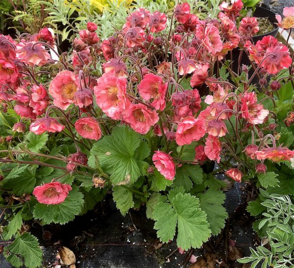 Geum 'Pink Petticoats'