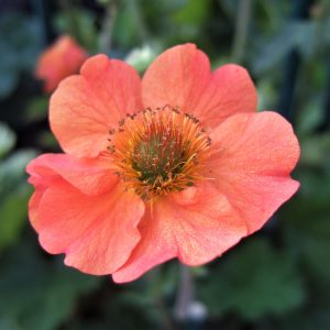 Geum 'Totally Tangerine'