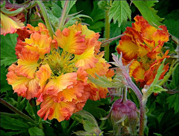 Geum can Can flower close up