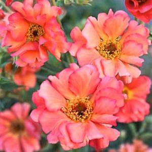 Geum 'Coral Tempest'