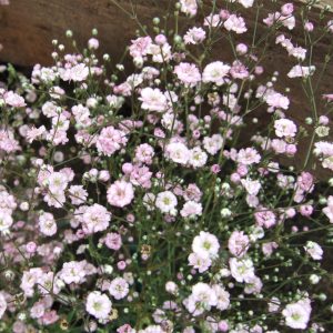 Gypsophila paniculata 'Festival Pink Lady'