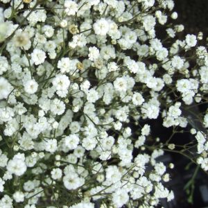 Gypsophila paniculata 'Festival White Flare'