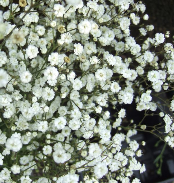 Gypsophila paniculata Festival White Flare WEB Gypsophila paniculata 'Festival White Flare'