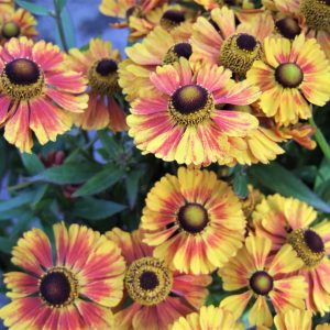 Helenium 'Peach Sundae'