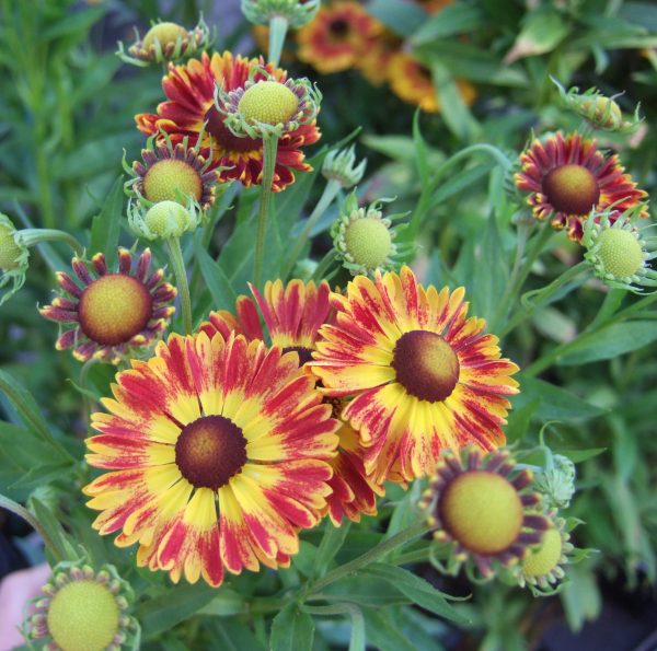 Helenium 'Salsa'