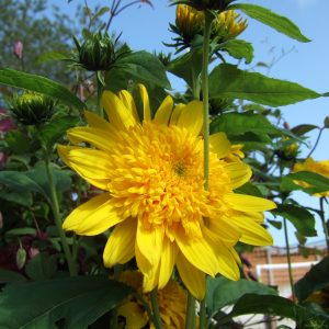 Helianthus 'Double Whammy'