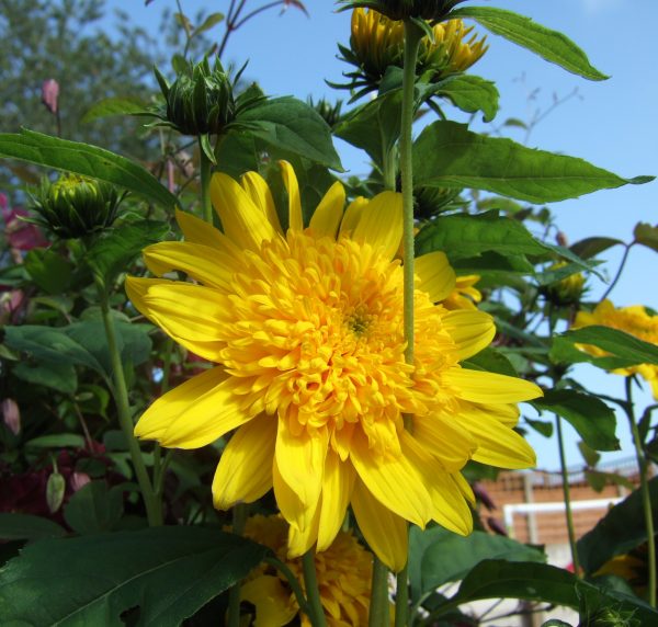 Helianthus 'Double Whammy'