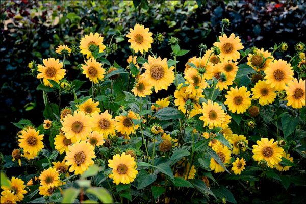 Helianthus Flying Saucers