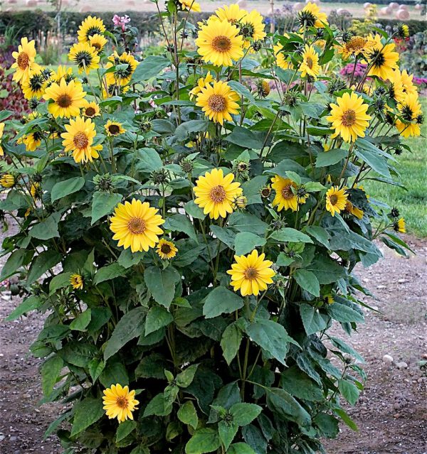 Helianthus Flying Saucers Garden shot