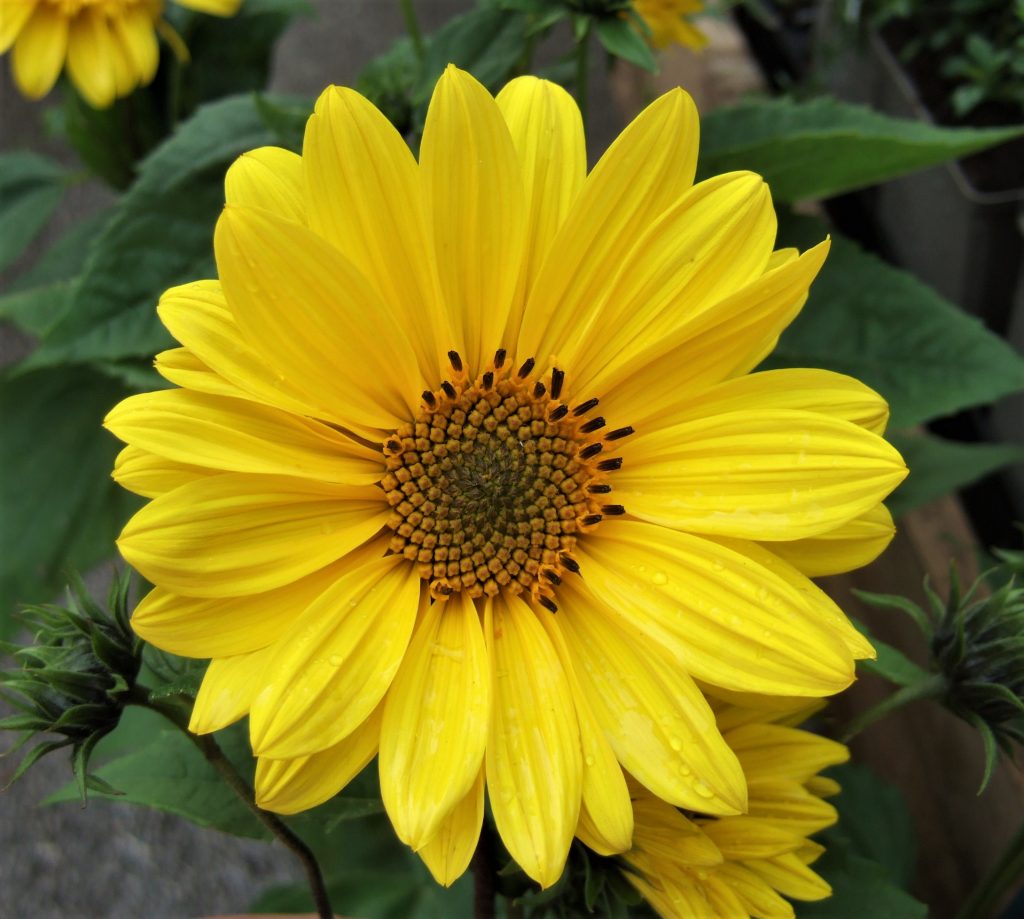 Helianthus Flying Saucers Established Helianthus Proctors Nursery