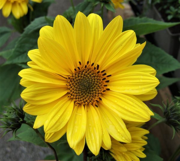 Helianthus Flying Saucers WEB