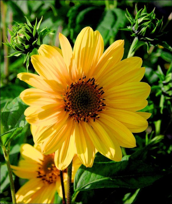 Helianthus Flying Saucers close