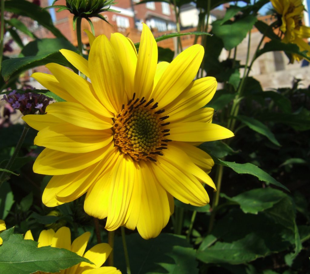 Helianthus Flying Saucers Established Helianthus Proctors Nursery