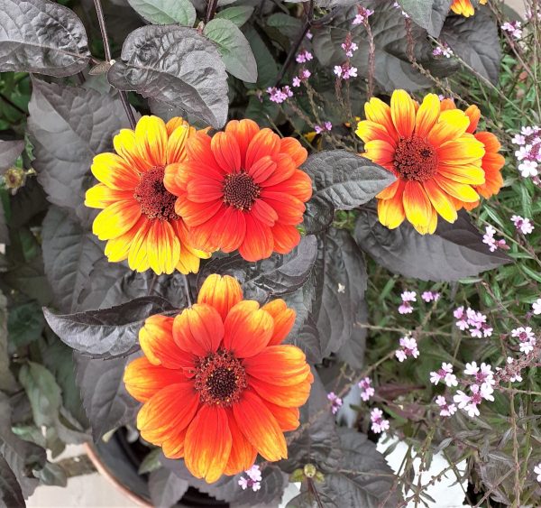 Heliopsis helianthoides var scabra Bleeding Hearts2 WEB