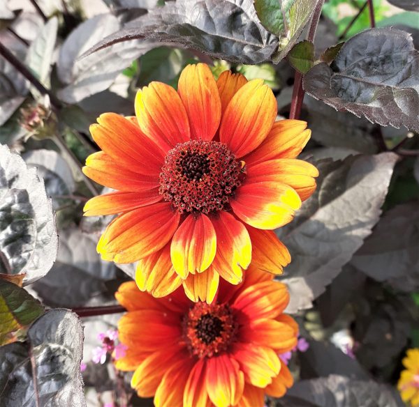 Heliopsis helianthoides var. scabra Bleeding Hearts WEB Heliopsis helianthoides var. scabra 'Bleeding Hearts'