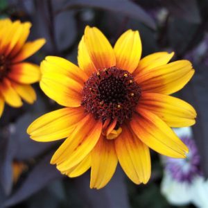 Heliopsis helianthoides var. scabra 'Burning Hearts'
