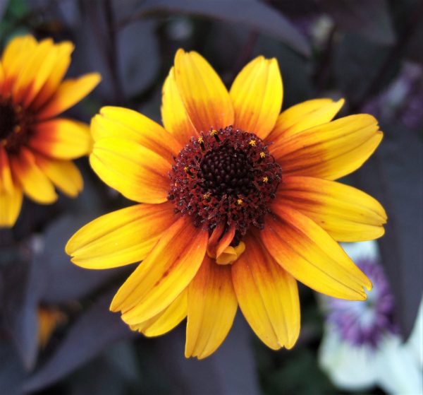 Heliopsis helianthoides var. scabra burning hearts WEB Heliopsis helianthoides var. scabra 'Burning Hearts'