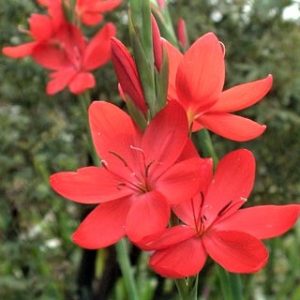 Hesperantha coccinea 'Major'
