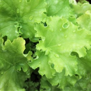 Heuchera 'Apple Twist'