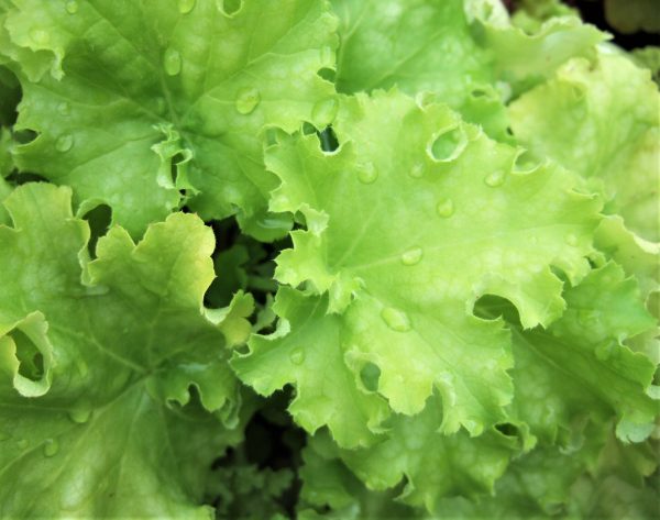 Heuchera 'Apple Twist'