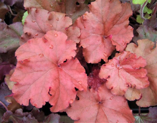 Heuchera 'Boysenberry'