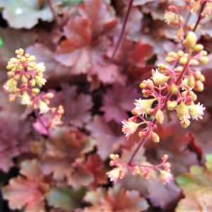 Heuchera 'Cherry Cola'