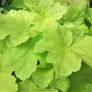 Heuchera 'Citronelle'