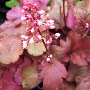 Heuchera 'Fire Alarm'
