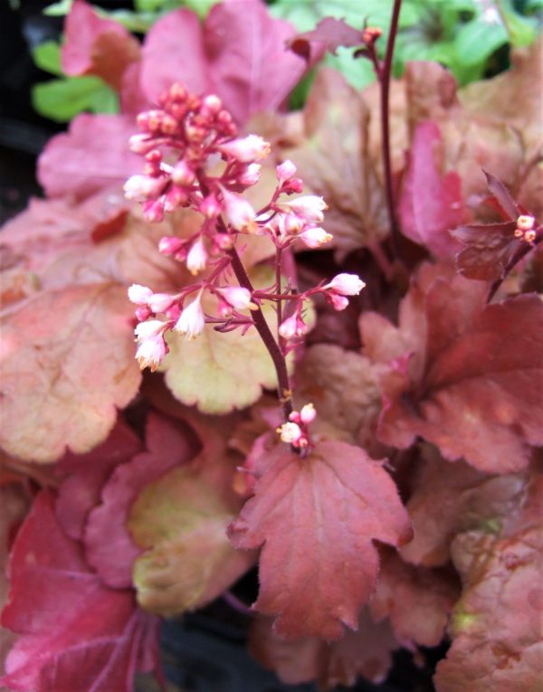 Heuchera 'Fire Alarm'