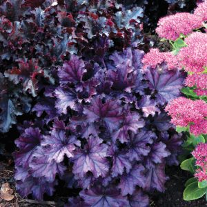 Heuchera 'Forever Purple'