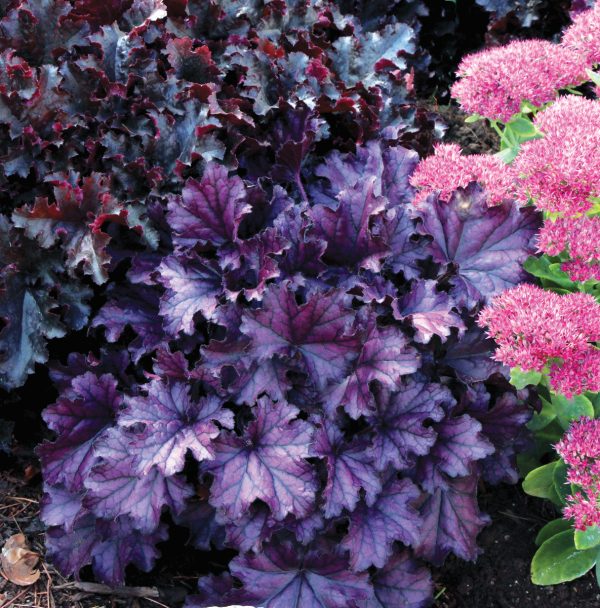 Heuchera Forever Purple cu Heuchera 'Forever Purple'