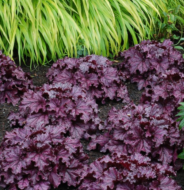 Heuchera Forever Purple fp Heuchera 'Forever Purple'